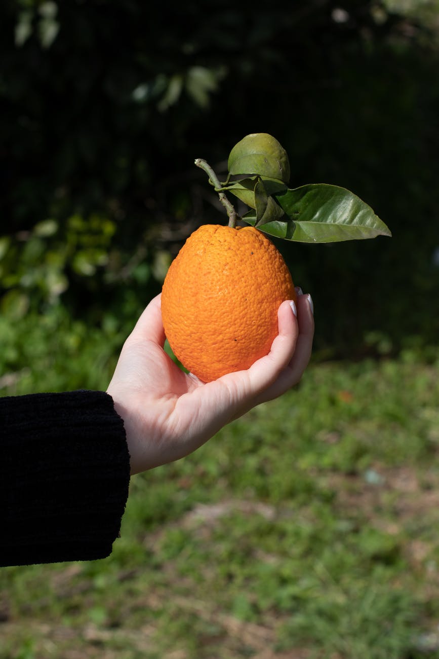 person holding orange citrus fruit