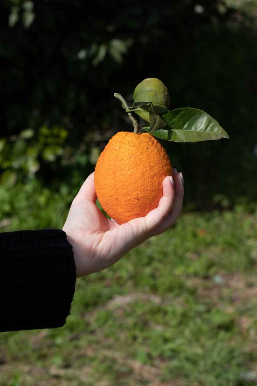 person holding orange citrus fruit